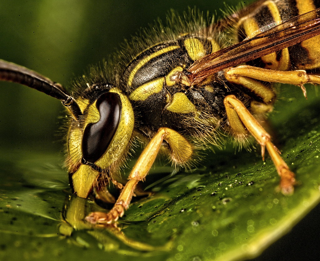 Western Yellow Jacket Out East western yellow jacket in fl… Flickr