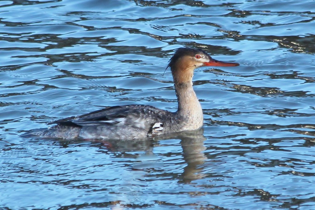 FEMALE REDBREASTED MERGANSER olcott marina chewyfrog Flickr