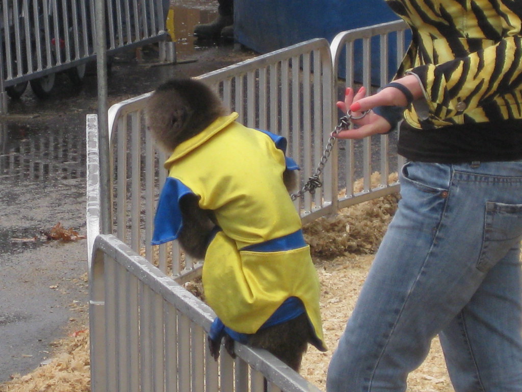 Monkey Jockeys FigmentJedi Flickr