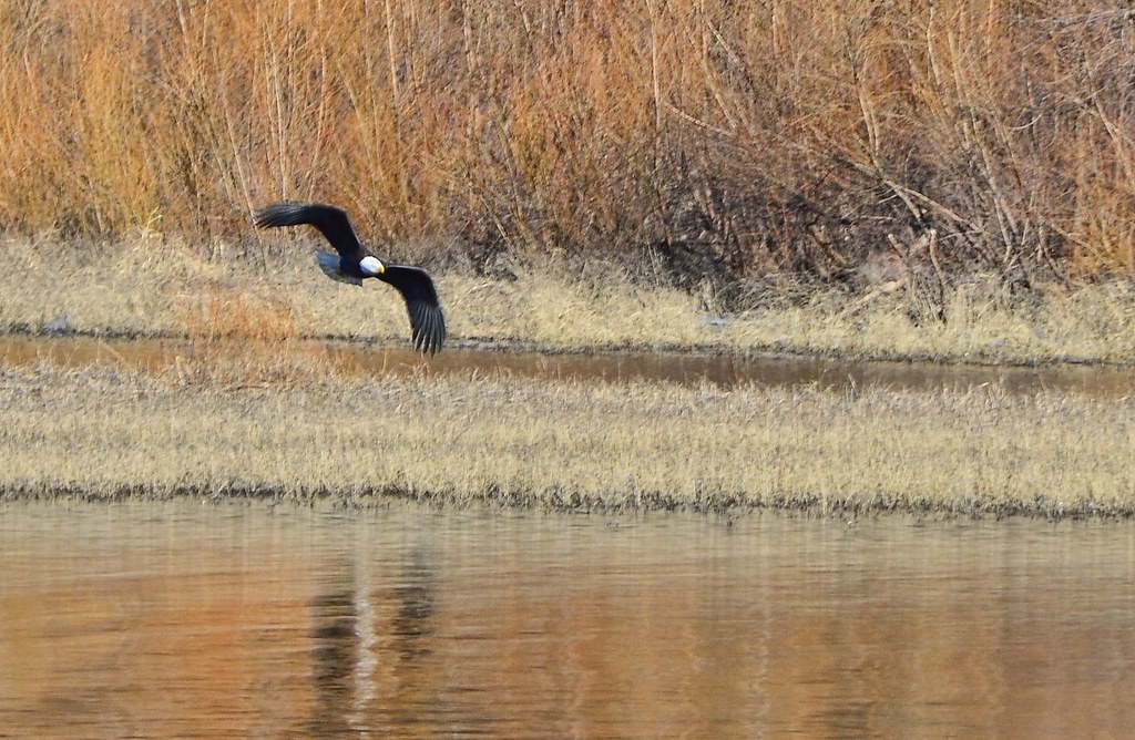 Bald Eagle on Lake Monroe I've seen this eagle 3 times now… Flickr