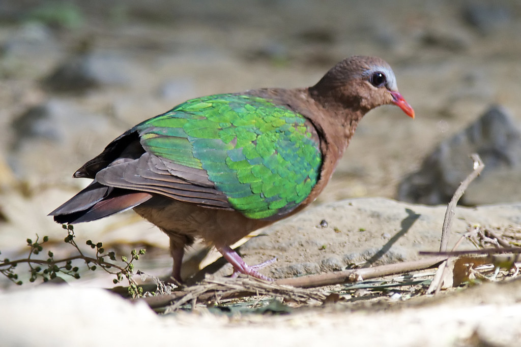 Silent Valley Birds4 Chalcophaps indica Emerald Dove Lo… Flickr