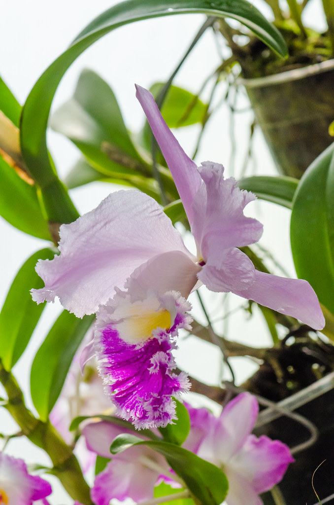 Blooming orchids 2013 Every year in the first weekend of M… Flickr