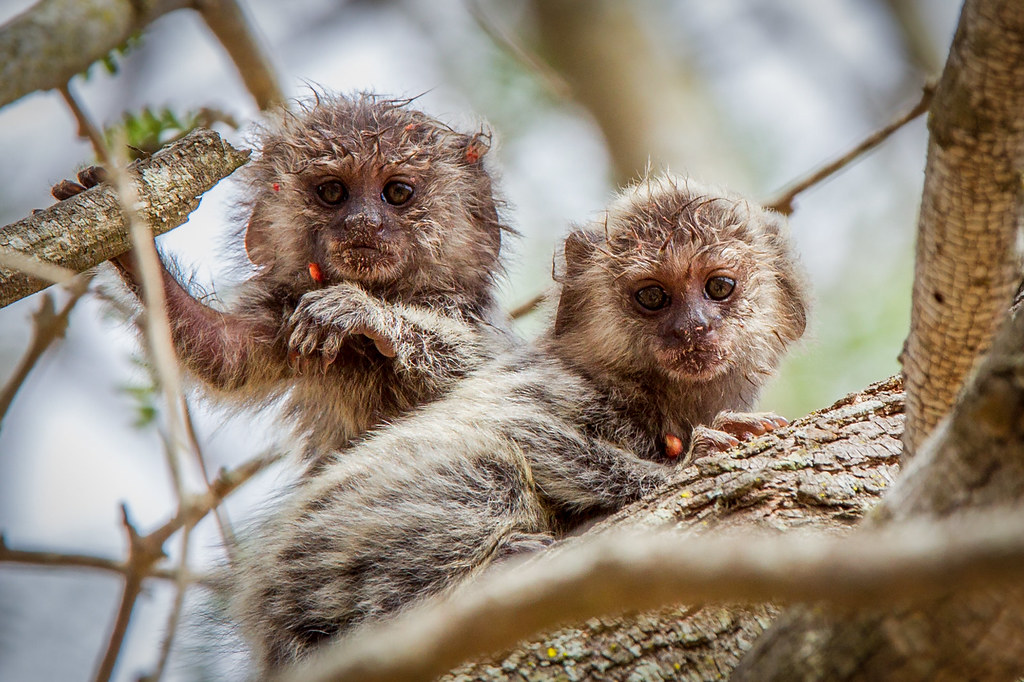 common marmoset common marmoset saguidetufosbrancos Bart van