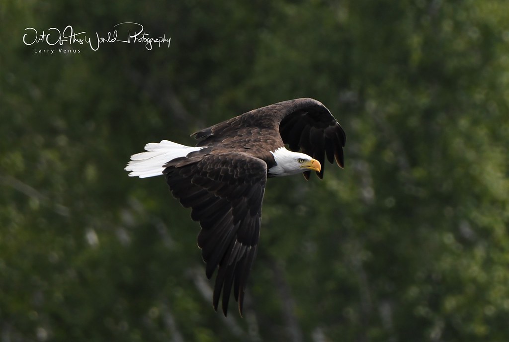 Wisconsin Bald Eagles Bald Eagles in the Northwoods of Wis… Flickr