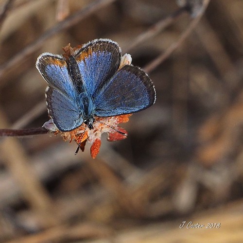 El Segundo Blue Butterfly On the bluffs of the Esplanade R… Flickr