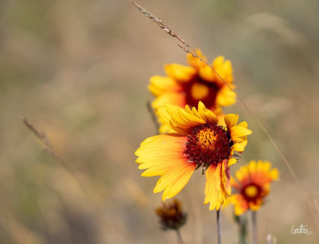 Beach Flowers Some pretty yellow flowers at the beach. Bou… Flickr