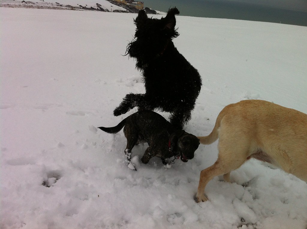 Snowy dog walk at East Brighton Park Flying Molly Flickr