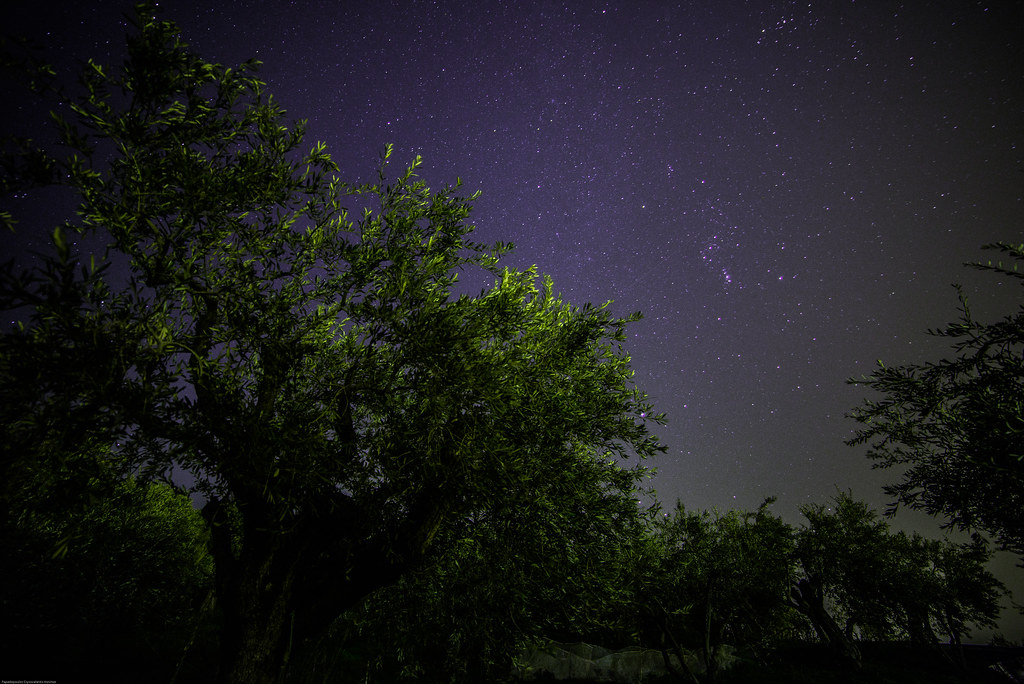 The Garden of Gethsemane (Thanks for the Explore 9/3/13) Flickr