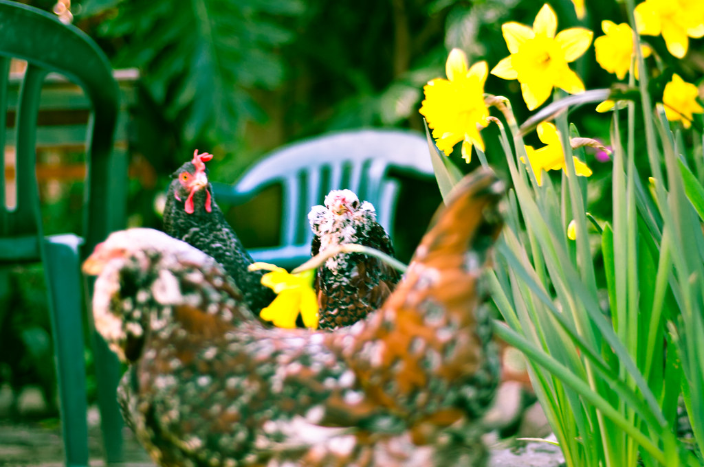 Spring Chickens Ladies with daffodils. (It looks like they… Flickr