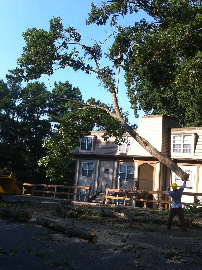 Sesmas tree service Pictures 007 Noel sesmas Flickr