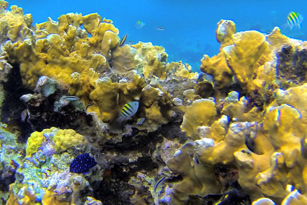 Cemetery Reef DCIM\100GOPRO Harbour Heights Grand Cayman Flickr