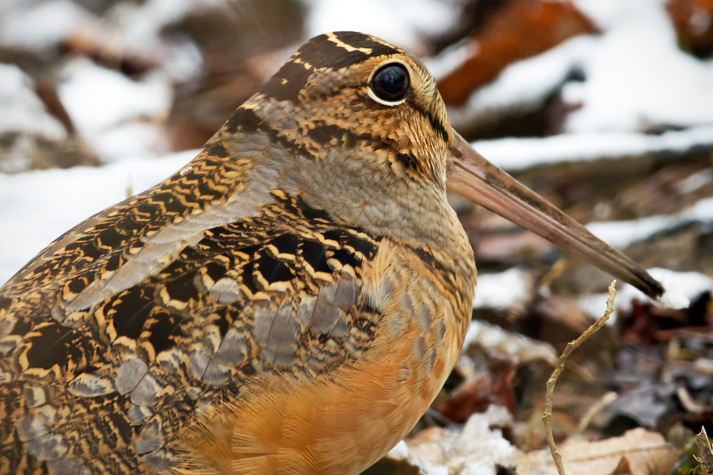 American Woodcock by Steve Gifford Today the Friends of Pa… Flickr