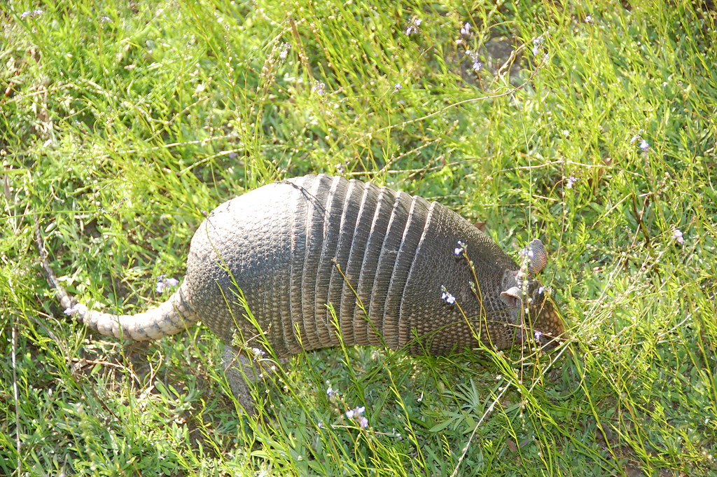 Armadillo. Hunting for lunch in Myakka Park Susan Howard Flickr