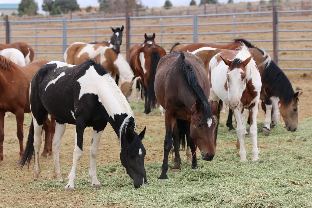 Oregon's Wild Horse Corral Facility Wild horses eat, play,… Flickr