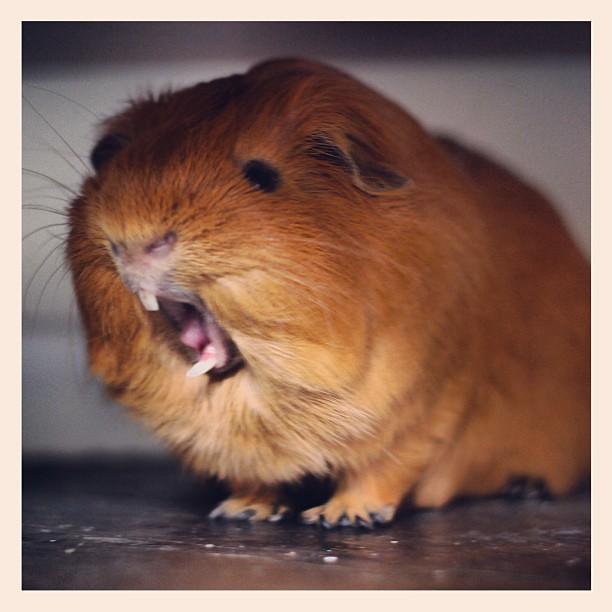 I am guinea pig! hear me ROAR!!! instaanimals David Burke Flickr