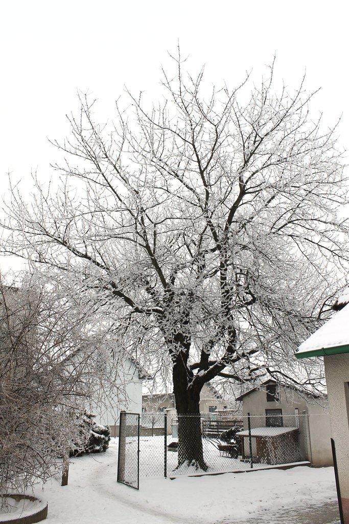 Snow covered cherry tree Snow covered cherry tree Flickr