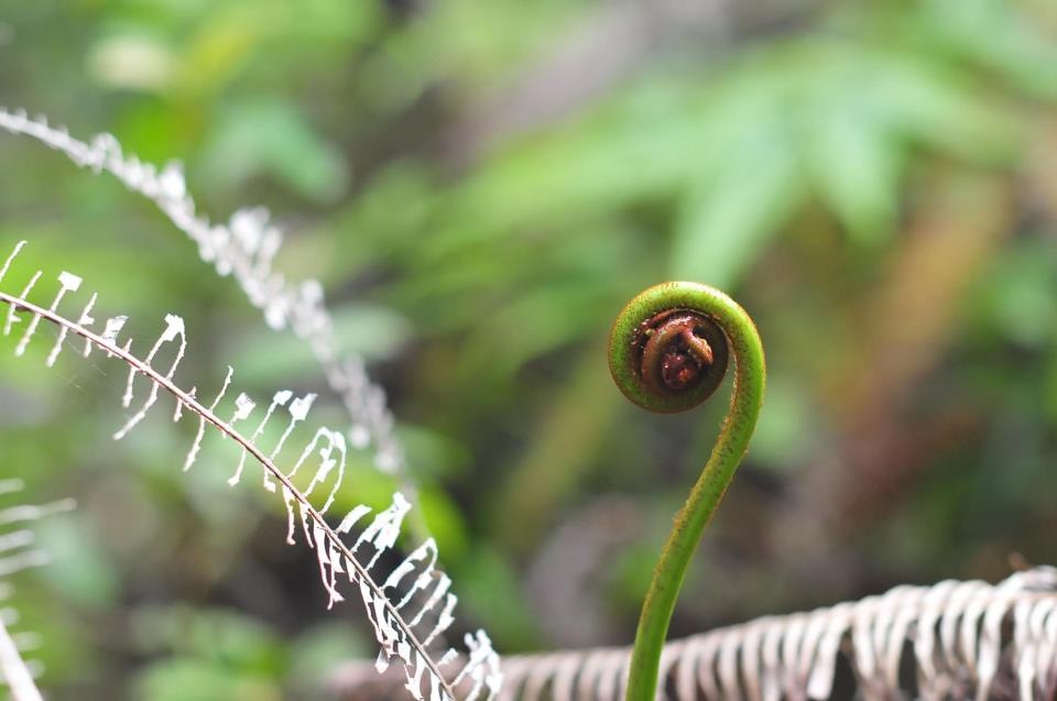 new beginnings The koru symbolizes new beginnings, growth … Flickr