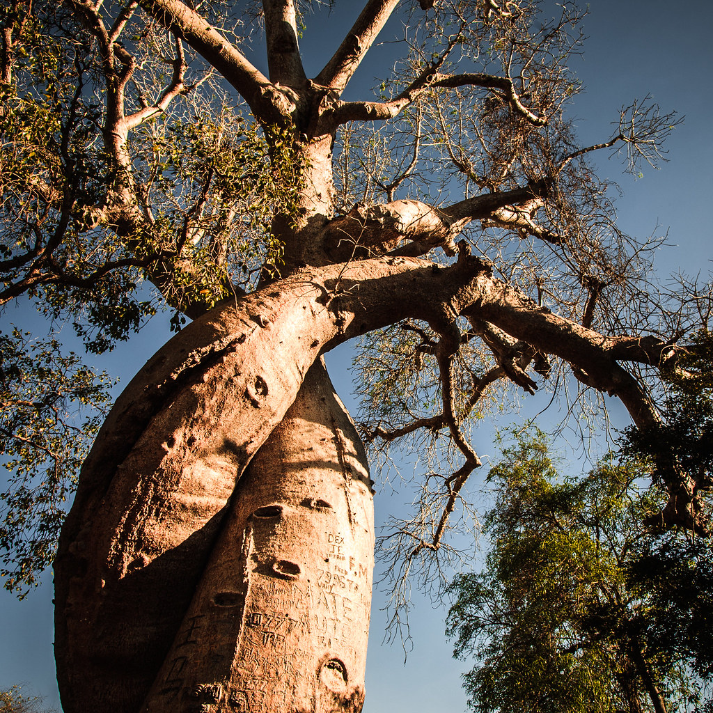 Baobab Amoureux According to the legend these two loving b… Flickr