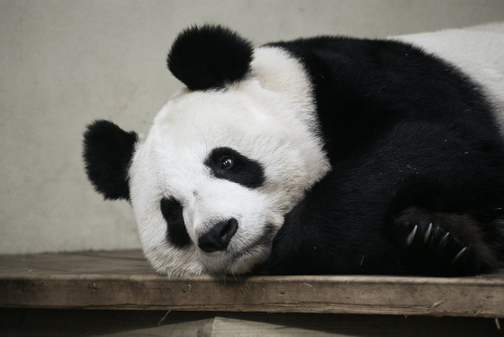 Giant Panda, Edinburgh Zoo Jane Flickr