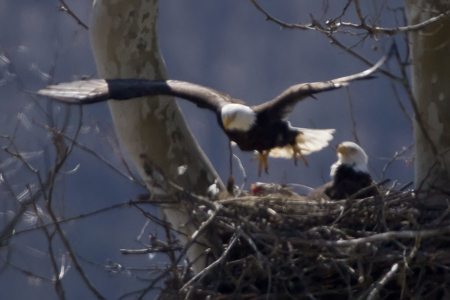 Best Wildlife Viewing at Ohio State Parks