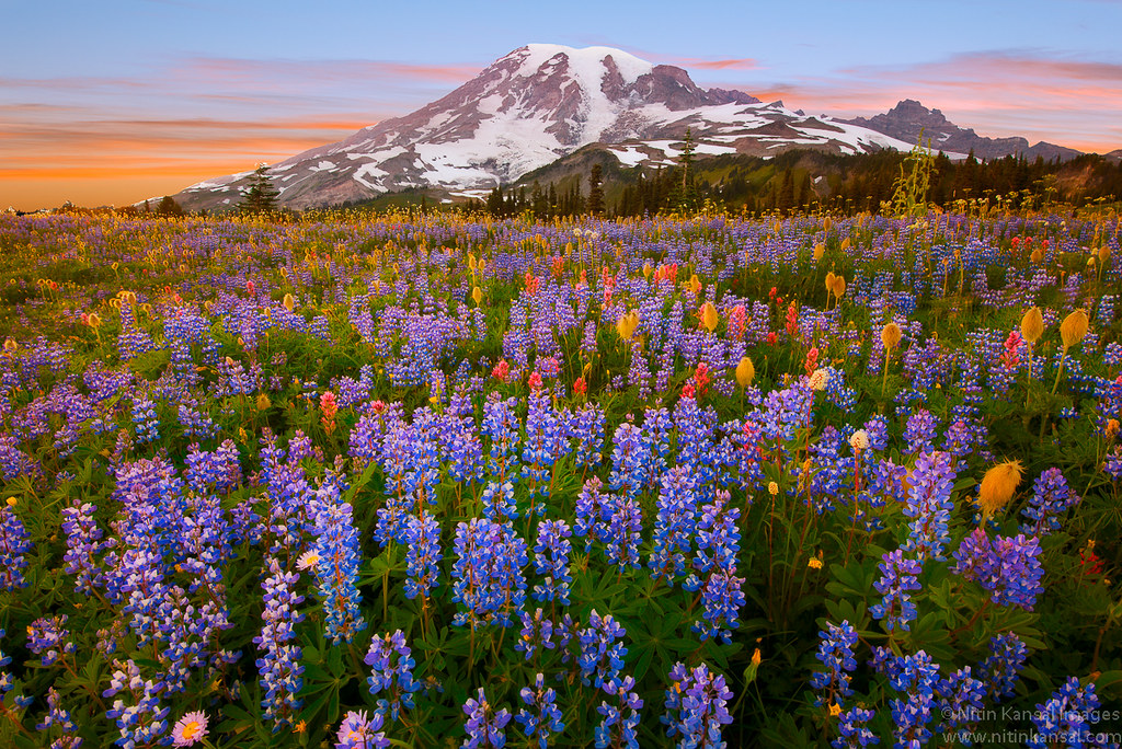 Wildflowers Mount Rainier Sunset