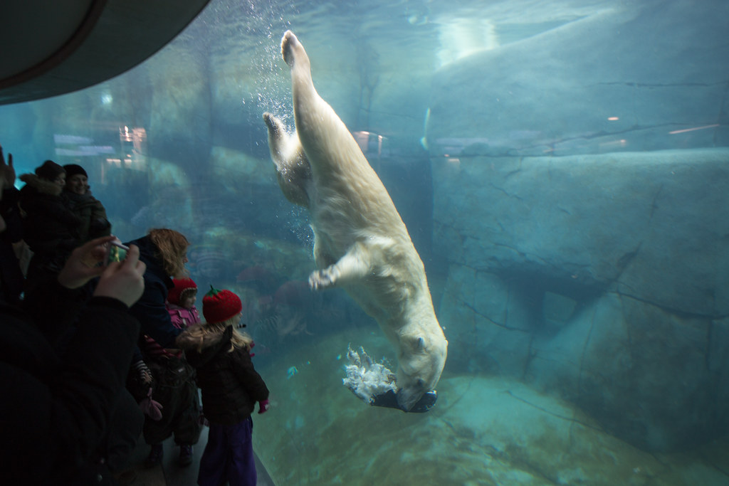 Polar Bear diving Diving and eating the head of horse... T… Flickr
