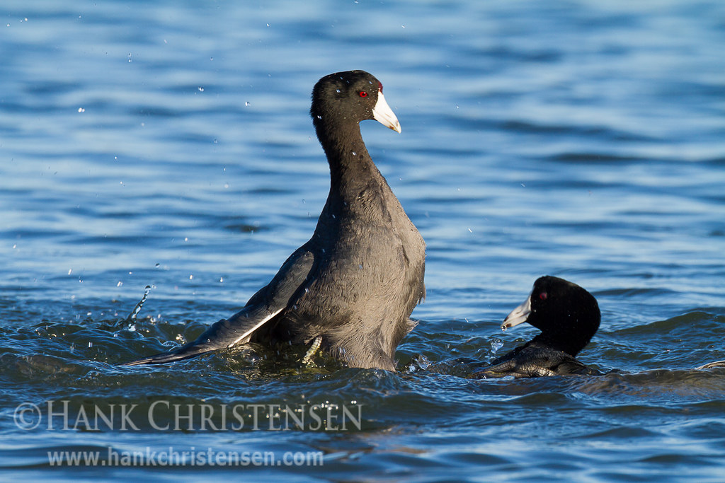 American Coot Battle Two male american coots battle each o… Flickr