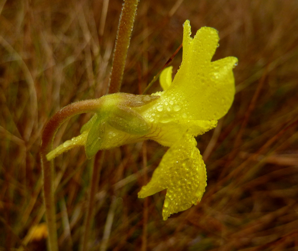 Yellow butterwort Pinguicula lutea Eleanor Flickr