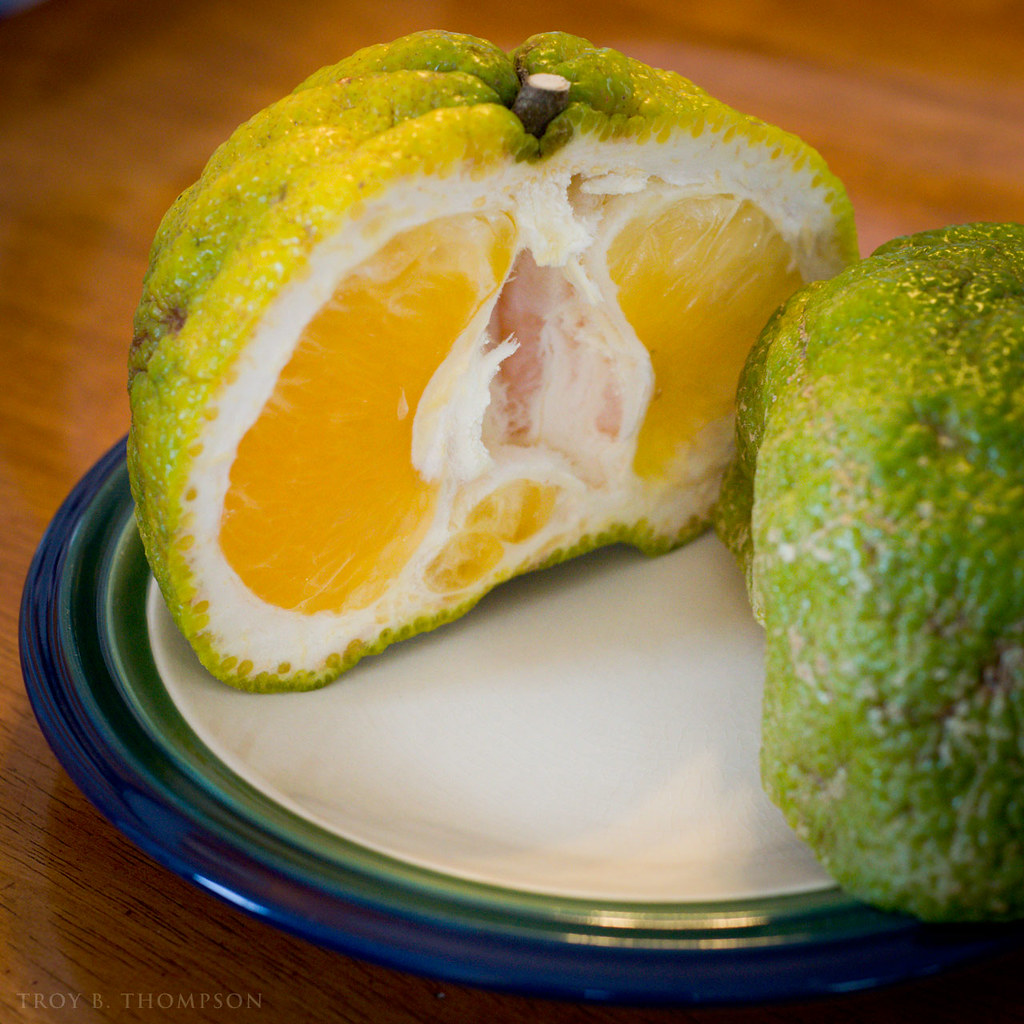 Day 62 Like the tastes of oranges, tangerines, and grapefr… Flickr