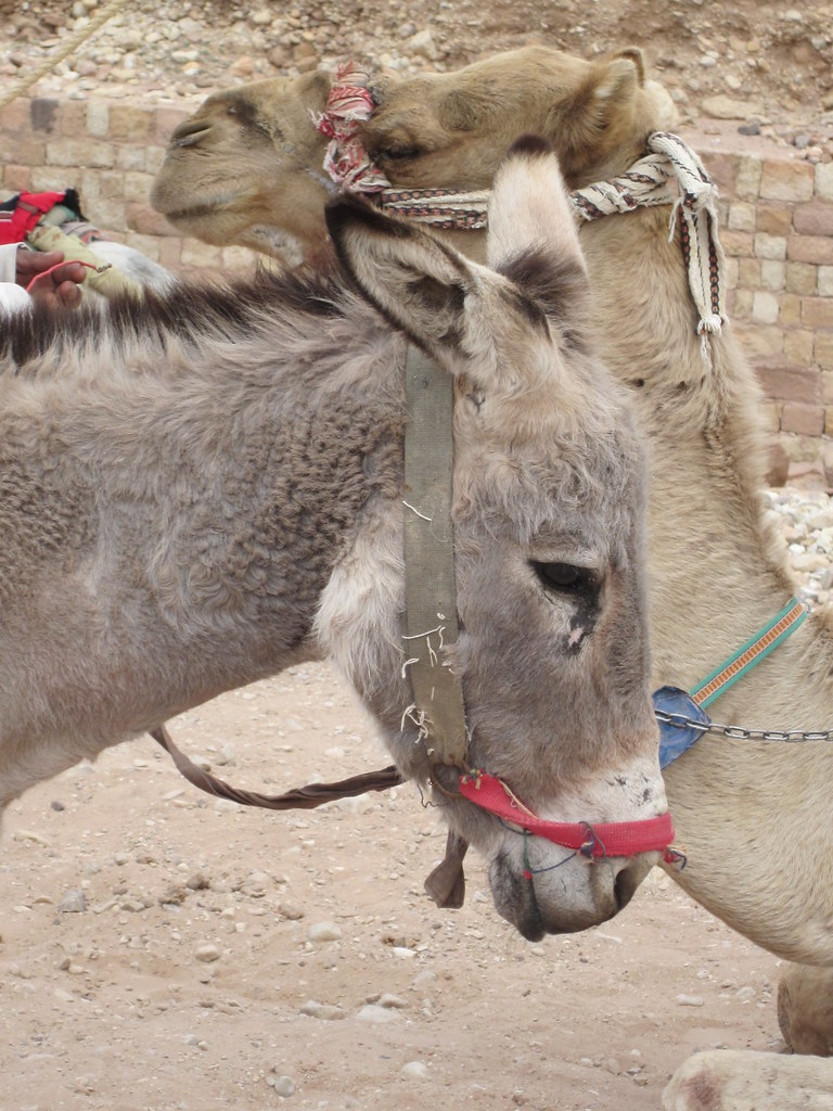 Donkey and Camel Gail Gunn Flickr