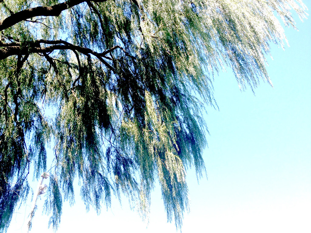 willow tree blowing in the wind taken laying underneath Elizabatia