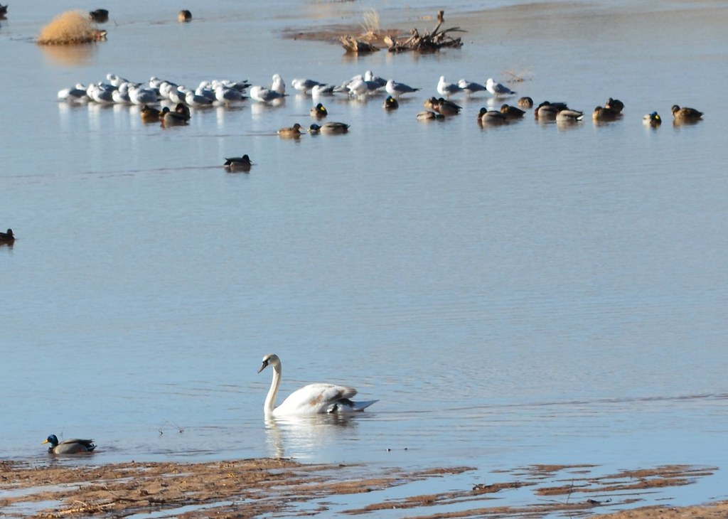 Mute Swan!!! Rare sighting in New Mexico!!! Apparently thi… Flickr