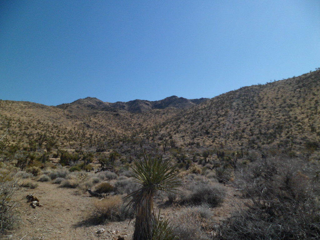 Sue B. Loop, Dolan Springs Joshua Tree Park Loving Wanderer 12 Flickr