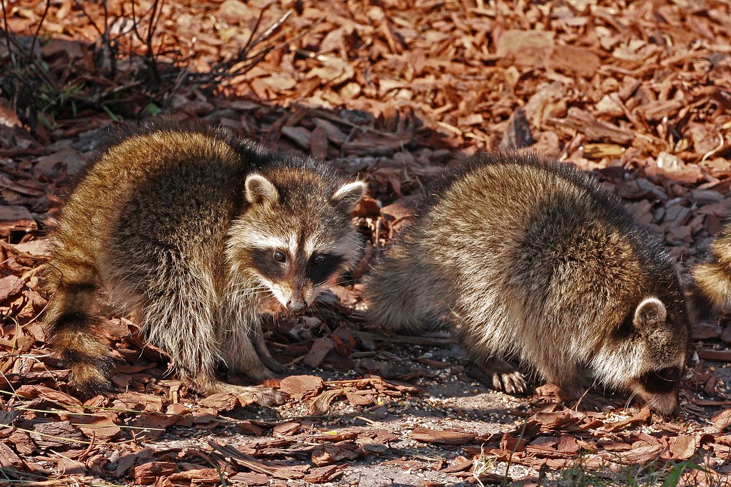Raccoons (Procyon lotor) eating bird seed Education Center… Flickr