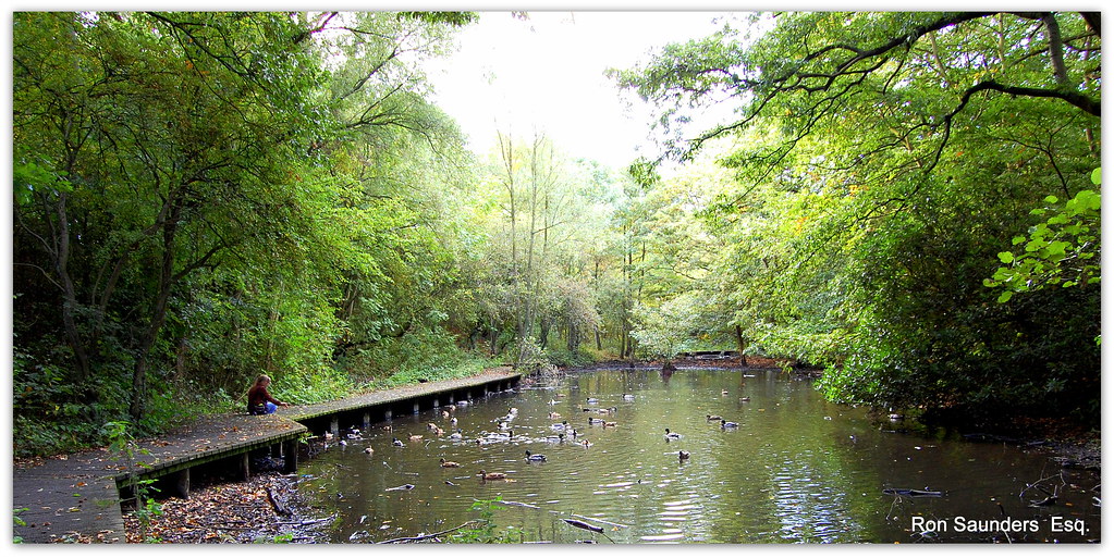 BIRCHWOOD SCENERY. 1 BIRCHWOOD, WARRINGTON ,CHESHIRE, UK. Ronald