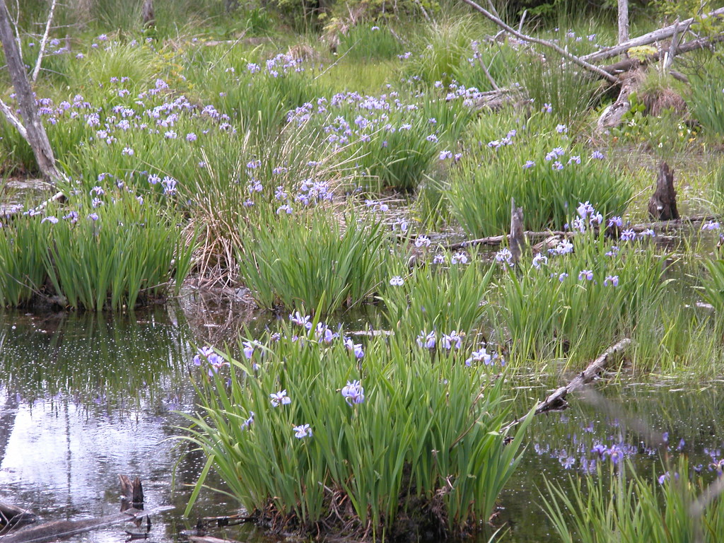 Iris versicolor (habitat) Iridaceae Iris versicolor Irid… Flickr