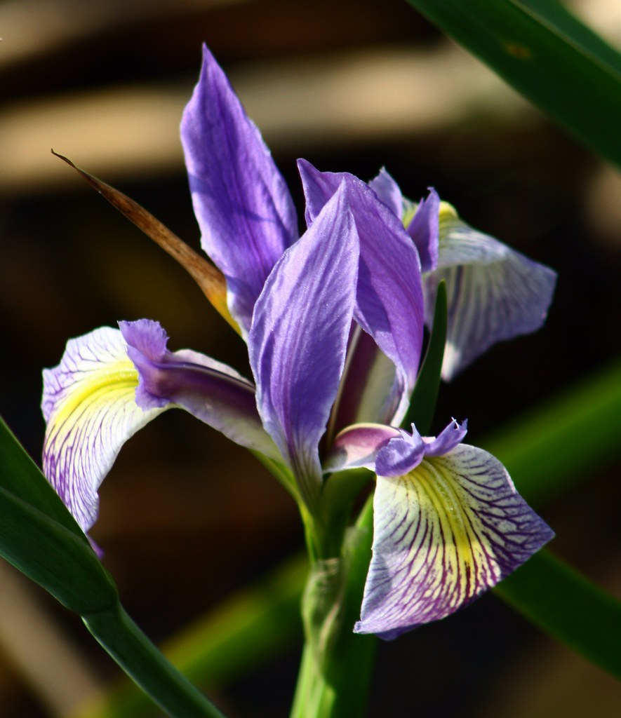 Wild Iris QuintaFlower 135 Each year the lovely Purple … Flickr