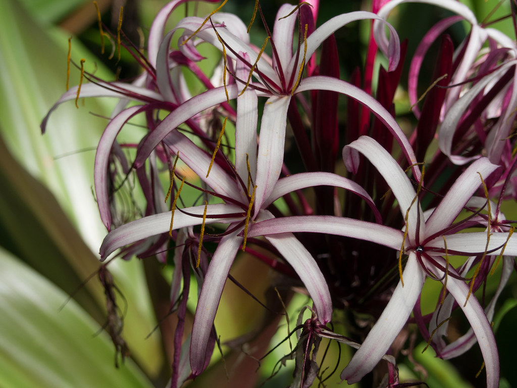 Giant Spider Lily Crinum augustum Hawaii Tropical Botani… Flickr