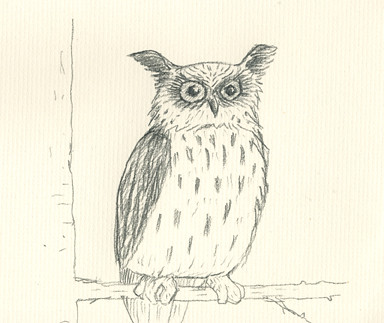 Owl Pencil Drawing Images