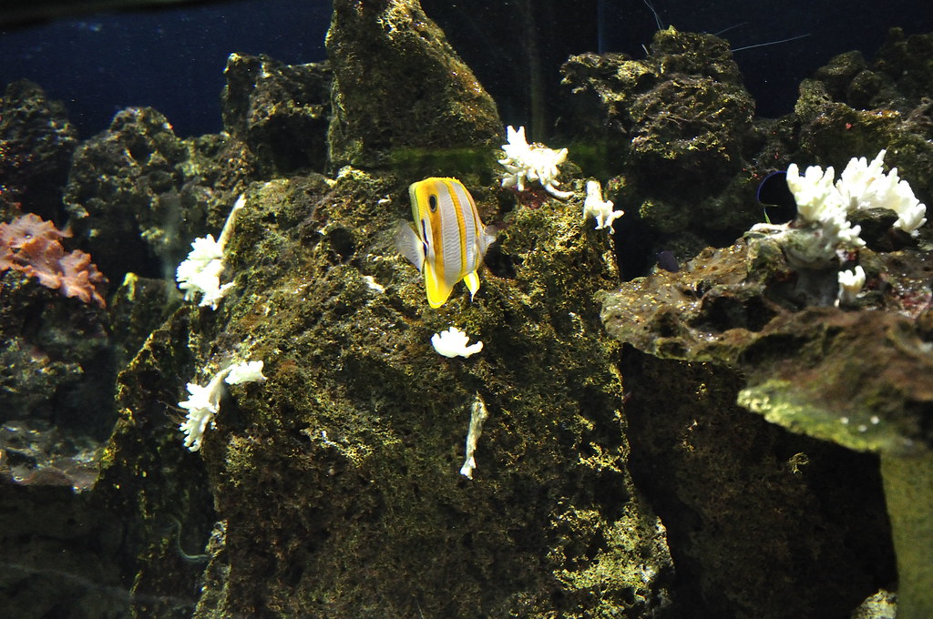 Chester Zoo (432) Aquarium Richard Southwell Flickr