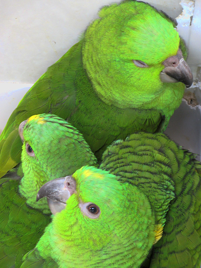 Amazons Laurie Lane Flickr