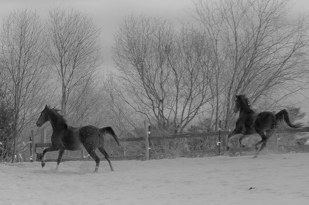 Riverhurst Farm [Explore Mar. 6, 2013] Kennebunkport, Main… Flickr