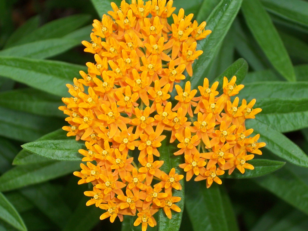 Butterfly Bush Transplant from across the road at cottage Elaine