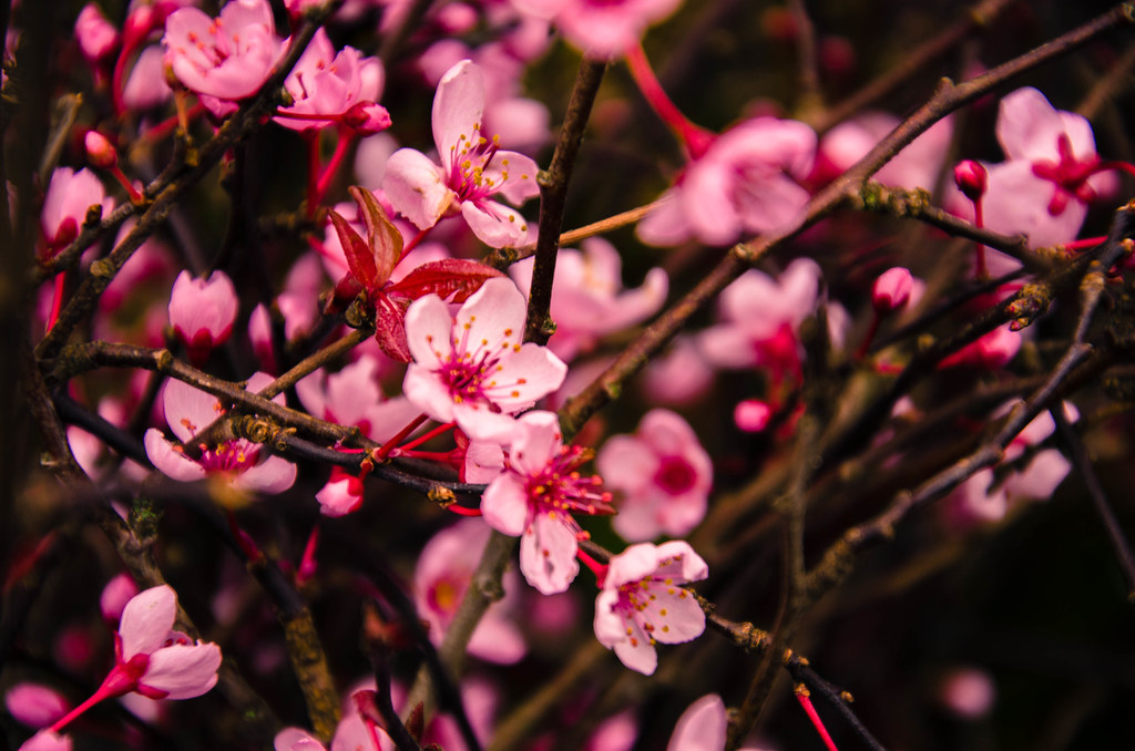 Prunus Flowering Branches Prunus Flowering Branches Flickr