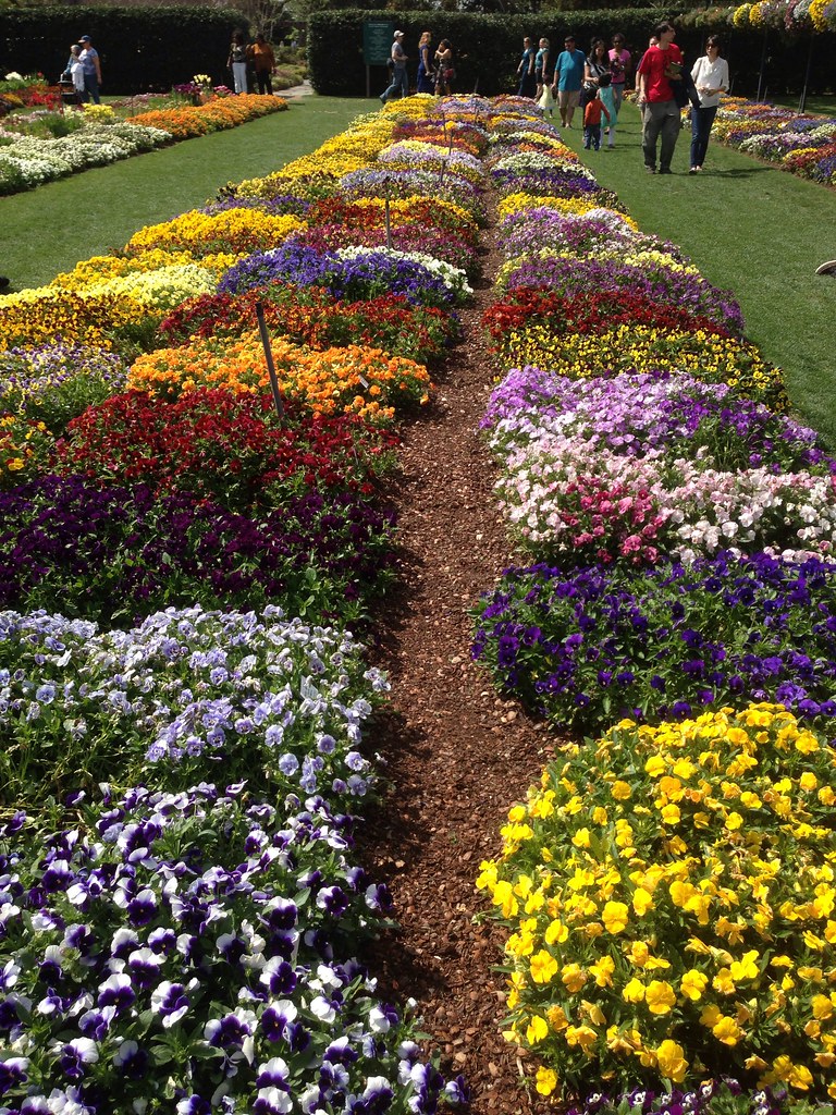 Dallas Blooms at the Dallas Arboretum and Botanical Garden… Flickr