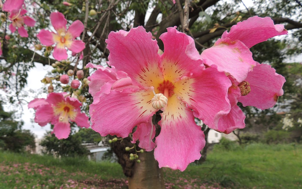 "Ceiba speciosa" Paineirarosa Flowers pink silkfloss tre… Flickr