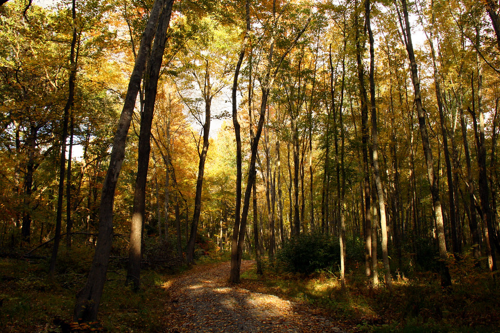 Western shores in the fall western Kentucky Carolyn Sugg Flickr