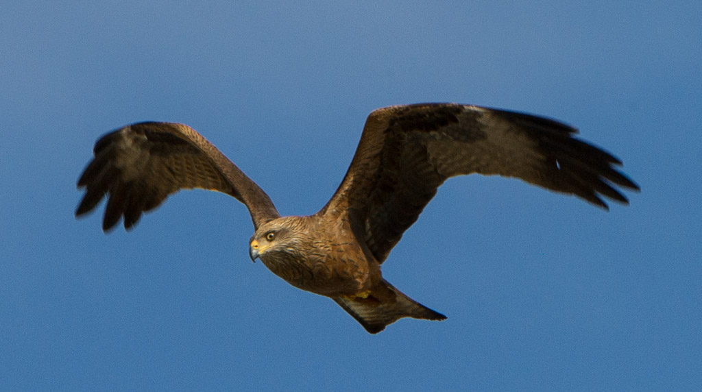 Black Kites © DM Parody 2013 David Parody Flickr