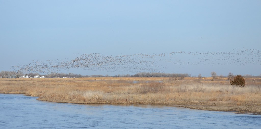 Cranes14 Sandhill Cranes migration near Kearney Nebraska. … Flickr