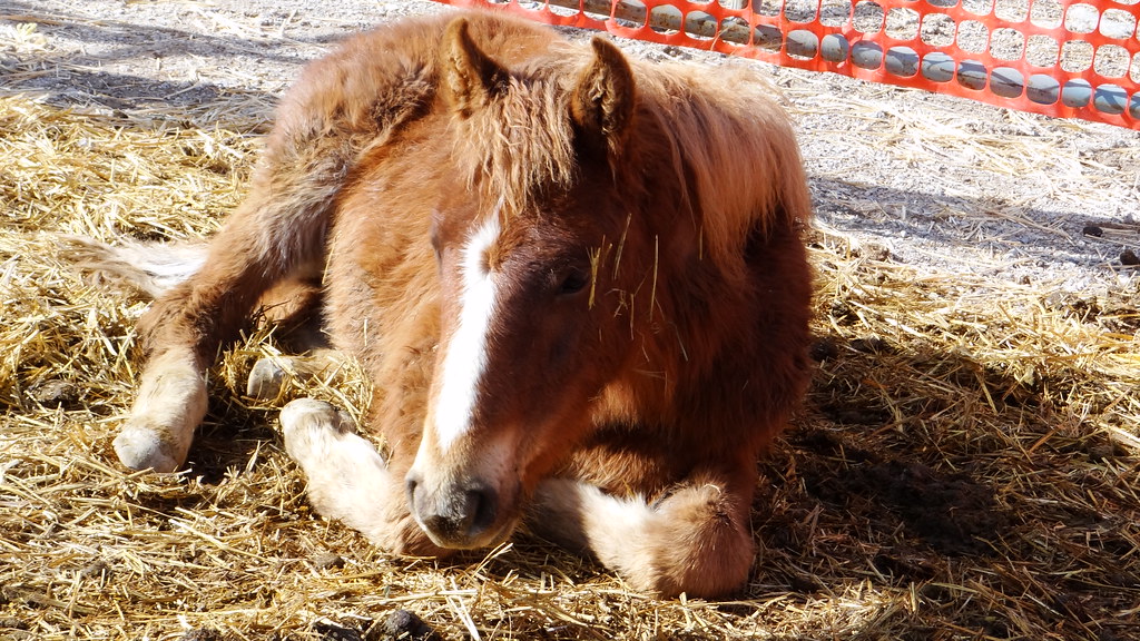 2713 Diamond Gather Yearling for adoption 17 Sorrel F… Flickr